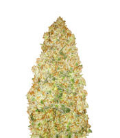 Critical (Advanced Seeds)
