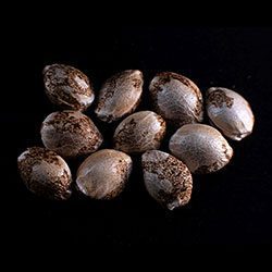 Mataro Blue - 10+3 Seed