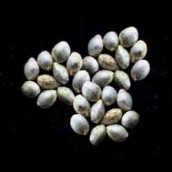 Runtz Auto - 25 Seed