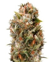 Chemdawg regular (Humboldt Seeds Organization)