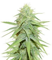 Grand Master Kush regular (Sumo Seeds)