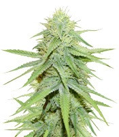 Grand Master Kush regular (Sumo Seeds)