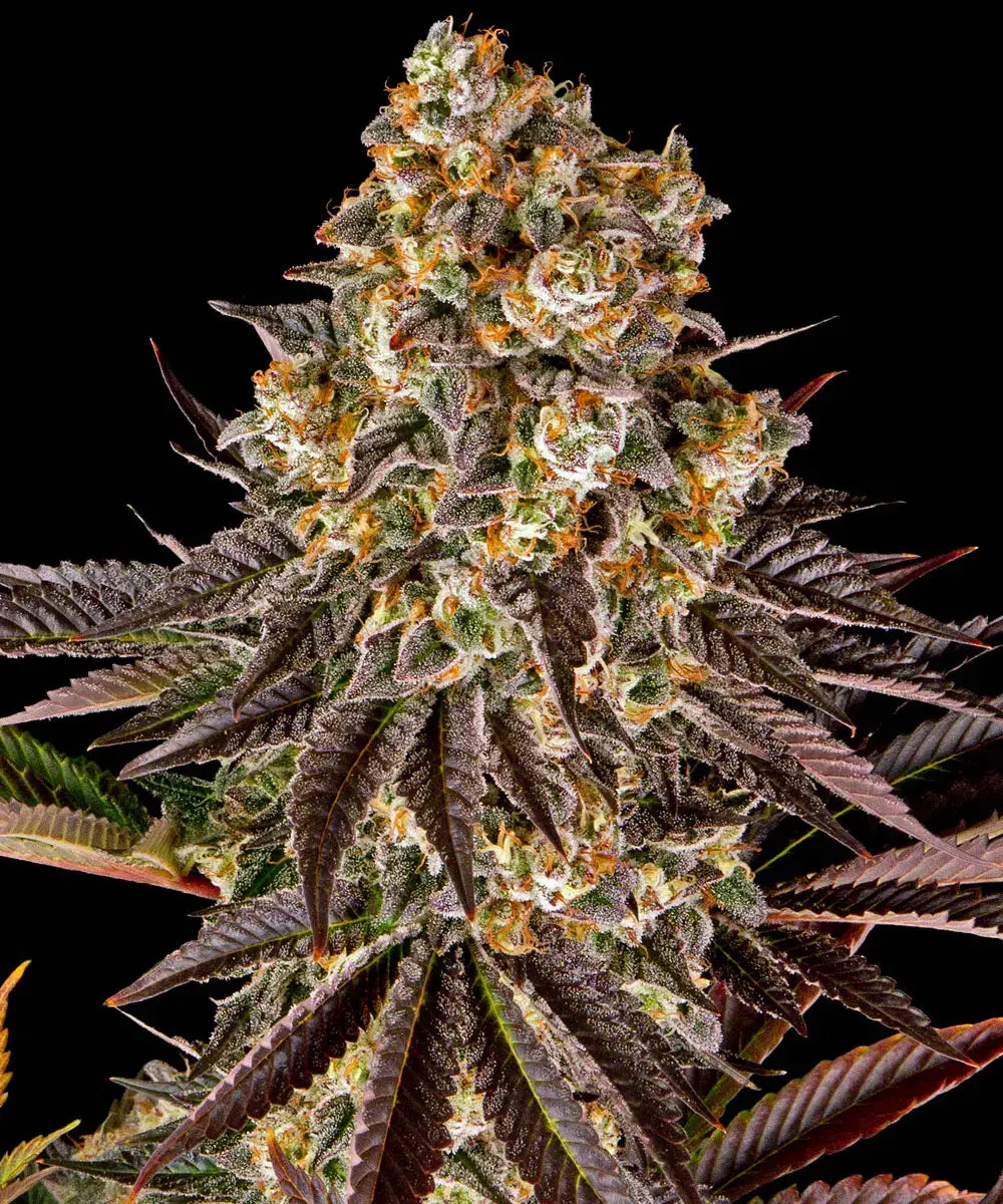 Barneys Farm Gelato #45 - 1 Stück