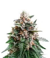 Black Berry OG (Emerald Triangle Seeds)