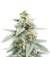 Forum Stomper Auto (Mephisto Genetics)