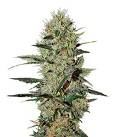 Exodus Cheese Auto (Green House Seeds)