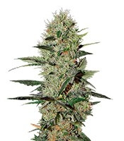 Exodus Cheese Auto (Green House Seeds)
