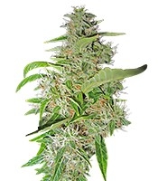 Big Bud (Sensi Seeds)