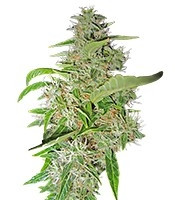 Big Bud (Sensi Seeds)