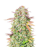 Original Auto Trainwreck (Fast Buds)