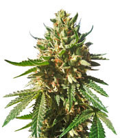 Sherbet Queen (Royal Queen Seeds)