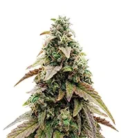 CBD Hammer Shark (CBD Botanic Seeds)