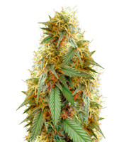 Medical 49 CBD+ (Vision Seeds)