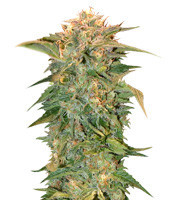 Golden Tiger regular (Ace Seeds)