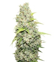 BCN Sour Diesel (Medical Seeds)