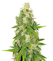 Blue Cheese (Big Buddha Seeds)