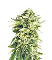 A-Train regular (T.H. Seeds)