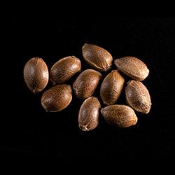 THCV - 10+3 Seed