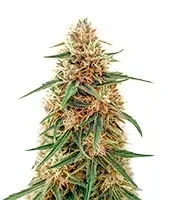 Doctor Shiva Auto (Flash Seeds Bank)