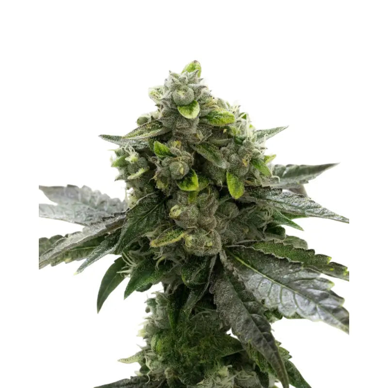 Black Domina Auto Cannabis Samen - 3 Stück