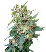 Buddha Deimos Auto (Buddha Seeds)