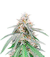 Green Crack Punch (Green Punch) (Royal Queen Seeds)