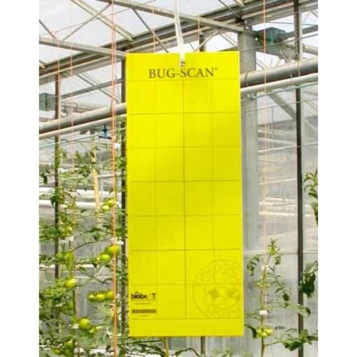 Brimex Bug-Scan® Gelb - Effiziente Schädlingsüberwachung