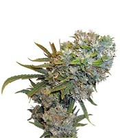 Cream 47 (Sweet Seeds)