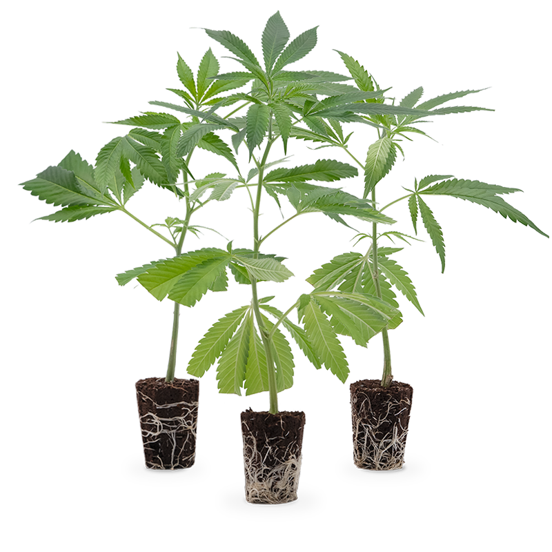 Super-High Stecklinge 3er-Set