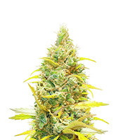 Critical Daddy (Blimburn Seeds)