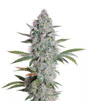 Mango OG Auto (Humboldt Seeds Organization)