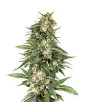BCN Critical XXL Fast (Seedstockers)
