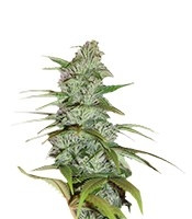 Master Kush (Nirvana Seeds)