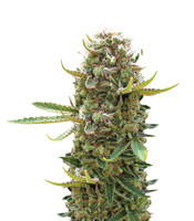 King Kong (Dr Underground)
