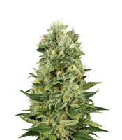 Skunk Automatic (White Label Seed Company)