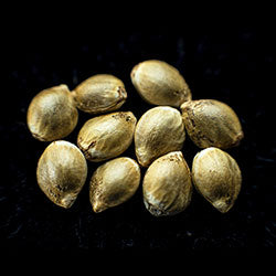 Moby Dick - 10+3 Seed