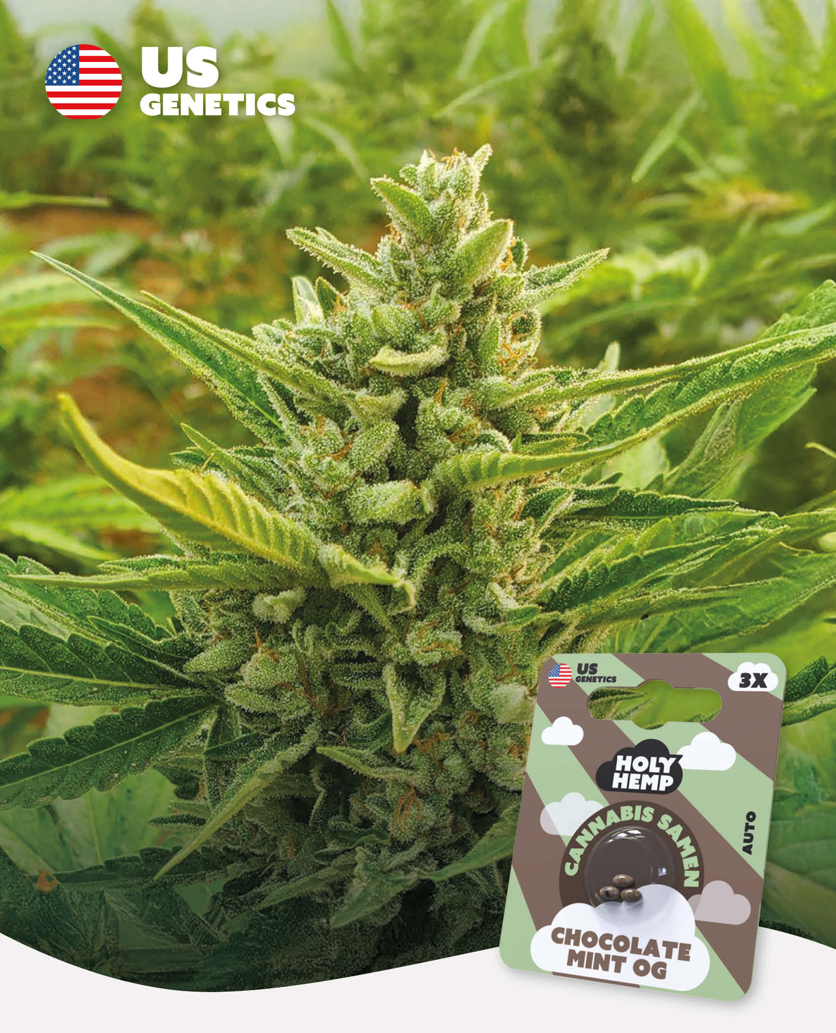 Chocolate Mint OG Automatic