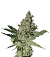 Acid (Paradise Seeds)