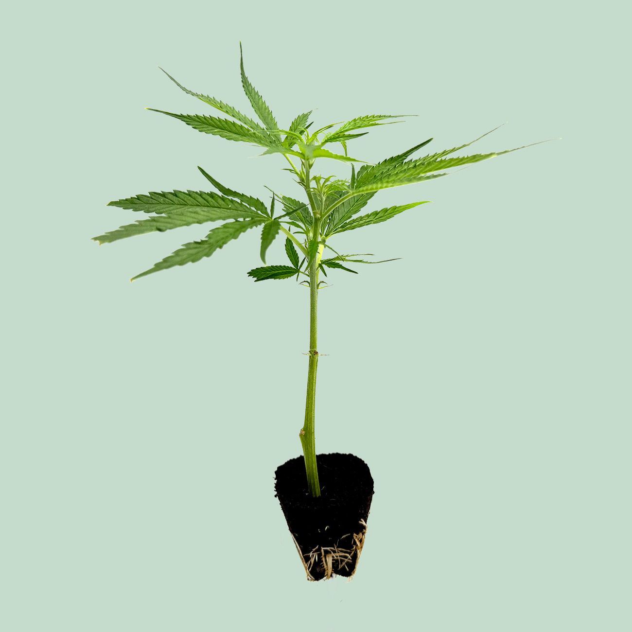 Mango Kush - Cannabis Stecklinge