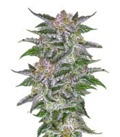 Olympia (Pyramid Seeds)