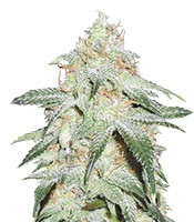 Pickled Diesel Auto (Dr Krippling Seeds)