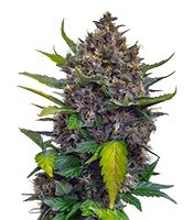 Black Cream Auto (Sweet Seeds)