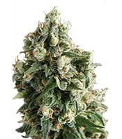 Lennon (Pyramid Seeds)