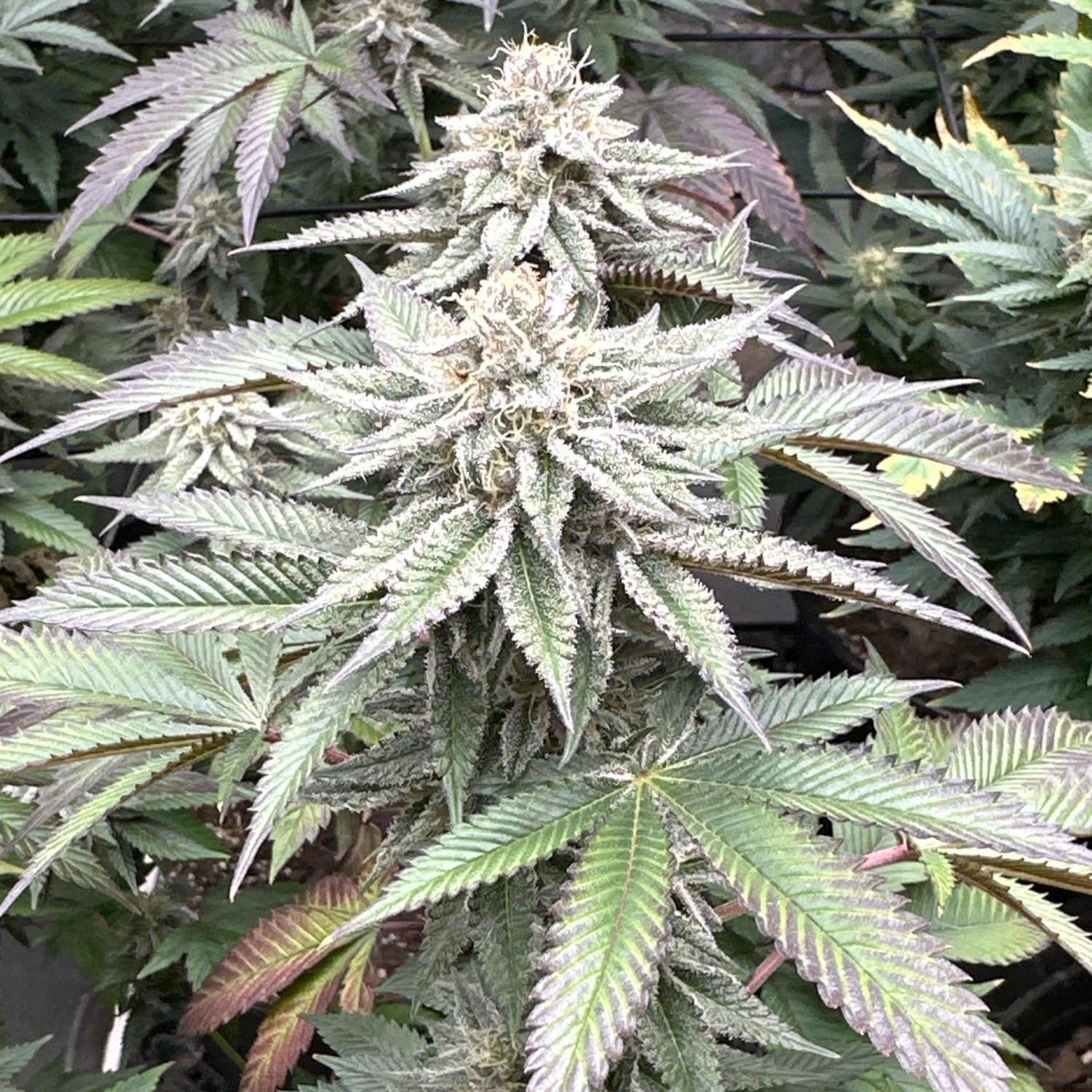 MAC1 Steckling - 1 Steckling