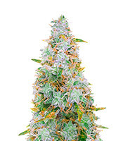 Auto Night Queen (Dutch Passion)