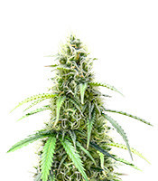 Also Know 47 Autoflower (Seedkeepers)