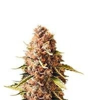 Euphoria CBD (Royal Queen Seeds)