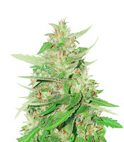 Franco's Lemon Cheese (Green House Seeds)