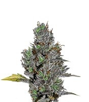 Viagrra (VIP Seeds)