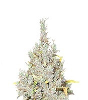 2046 (Medical Seeds)
